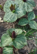 5 TOAD / SESSILE TRILLIUM  WILDFLOWERS bulbs root  PREMIUM NATIVE New Inventory!