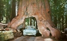 GIANT REDWOOD - SEQUOIADENDRON GIGANTEUMA, 10 seeds + FREE