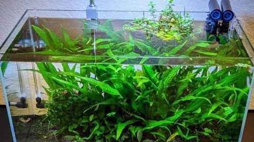 BUY 2 GET 1 FREE Java Fern Mat (Microsorum) on FULL Mat Aquarium Plants - Image 4 of 4