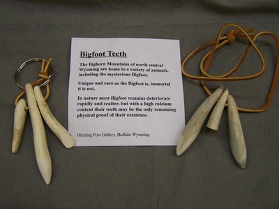 (3)  BIGFOOT TEETH, key chain fob or necklace, rare find from wilds of Wyoming