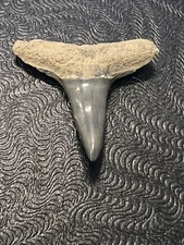 FOSSILIZED SHARK TOOTH…3/4 Inch LEMON from Bone Valley Florida.