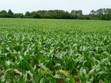 Photo 6x4 Maize field, north of Hunton Manor Farm Looking west from a fie c2014