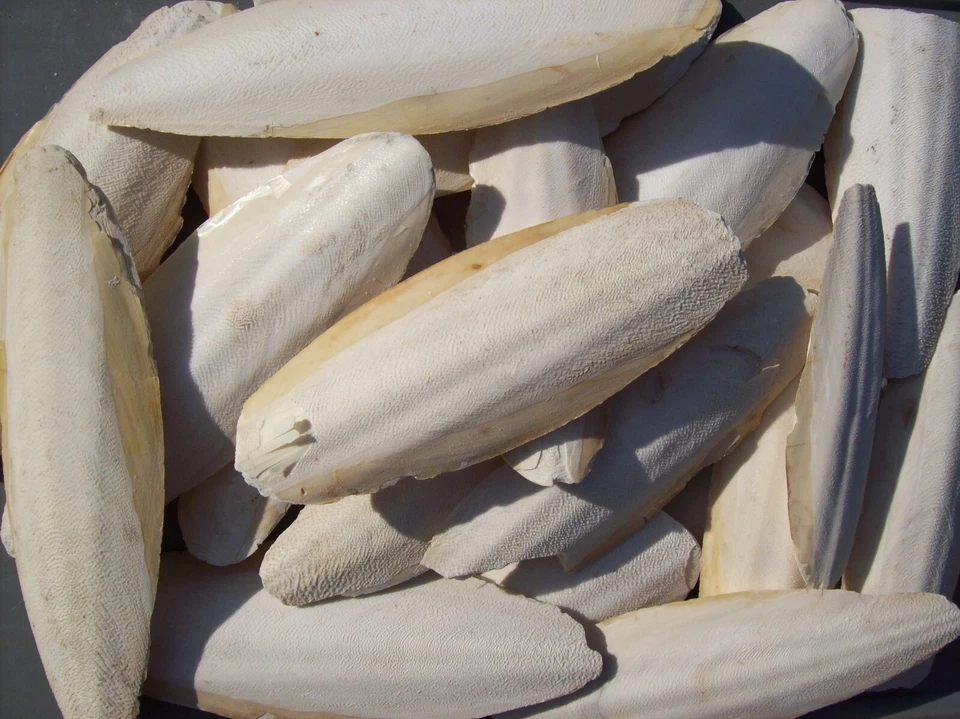 1 kg Sepia 12-15 cm Sepiaschale Kalzium Sepiaschalen