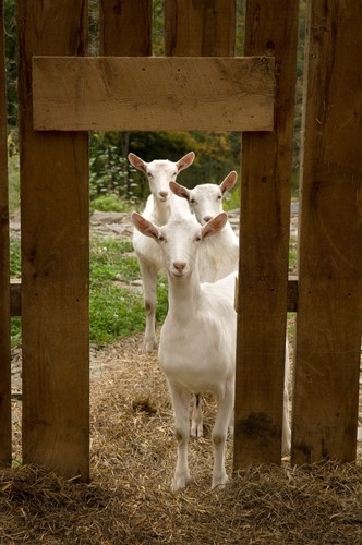 Avocado & Goats Milk Shampoo 250ml Hydrates hair Vegetarian Society Approved UK - Picture 5 of 6