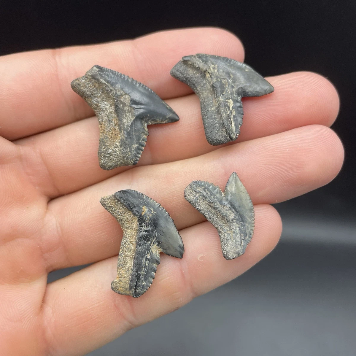 老虎牙齿在鲨牙齿化石| eBay