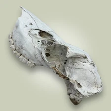 Cow Elk Skull Antlerless Euro Mount Naturally Aged Deadhead Rocky Mountain Idaho