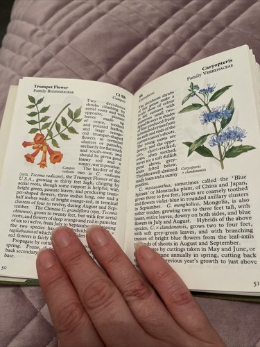 The Observer's Book of Flowering Trees and Shrubs, vintage book. - Imagen 7 de 8