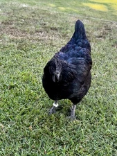 12+ Zombie Ayam Cemani Cross Hatching Eggs NPIP Certified