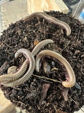 Ghana speckled millipede live 'food'
