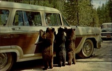 American Black Bear Cubs begging woody wagon Yellowstone Park vtg postcard a883