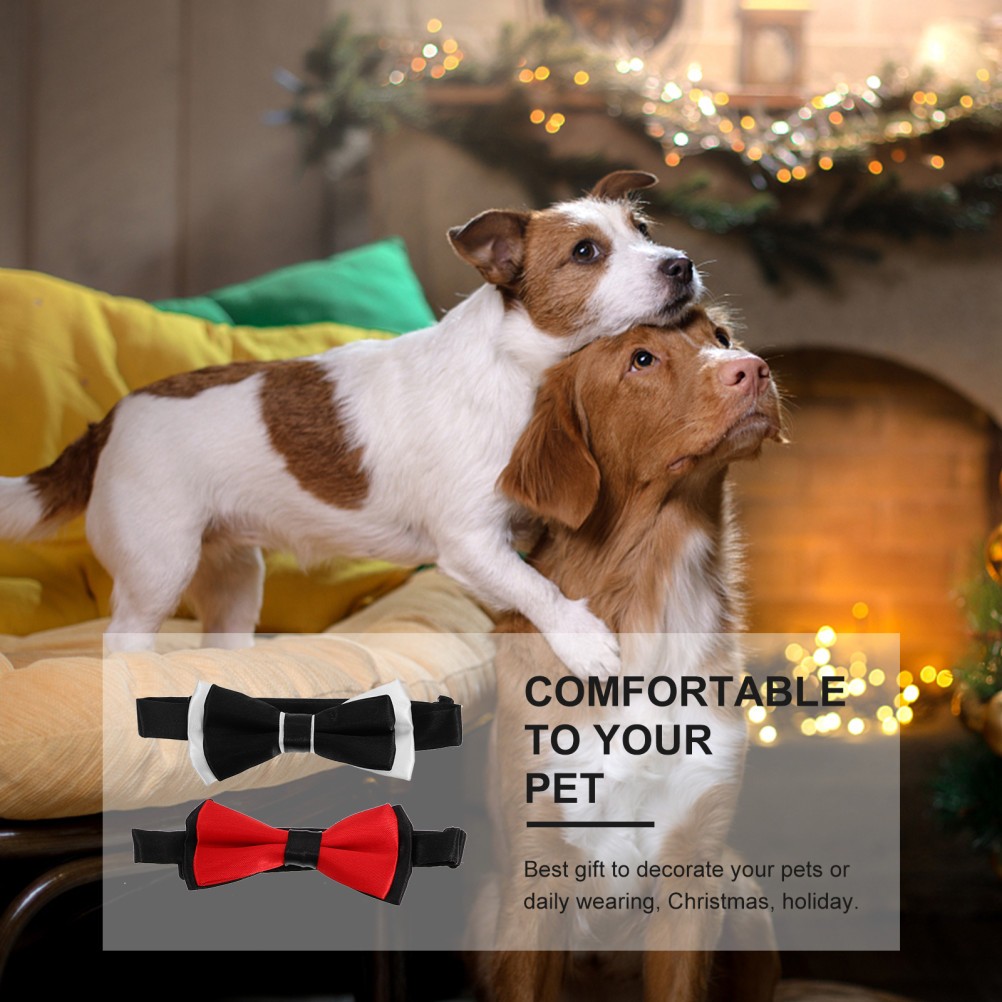 Set di 4 Accessori per Cani di Piccola Taglia foto 2