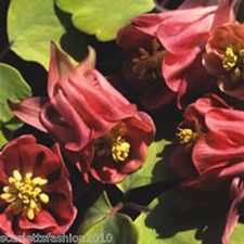 AQUILEGIA BURNISHED Columbine Rose Granny's Bonnet wildflower perennial 60 seeds