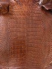 Wild Florida Alligator Belly Professionally Tanned — photo 1
