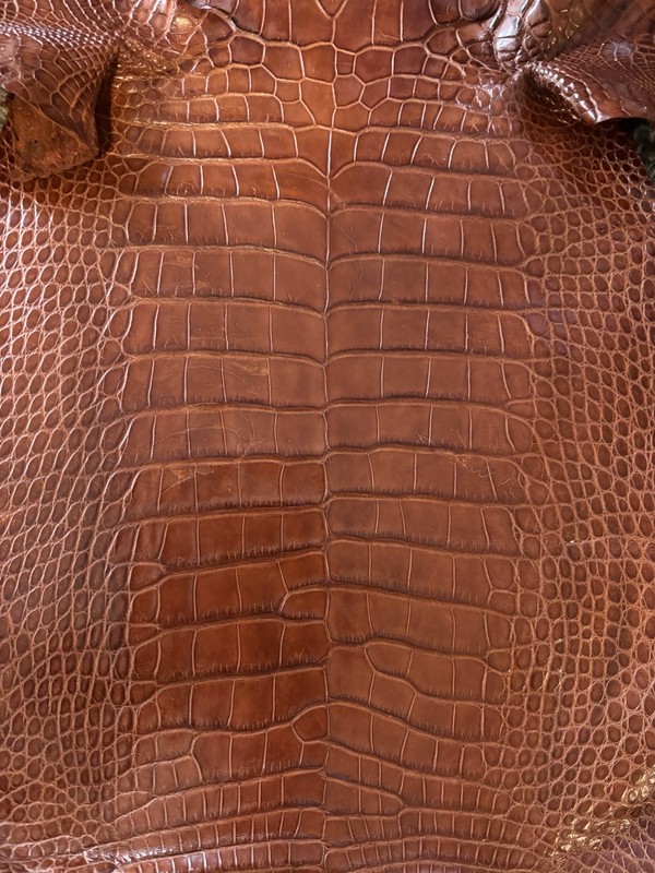 Wild Florida Alligator Belly Professionally Tanned