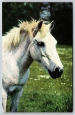 Animals~White House Bust In Field~Vintage Postcard