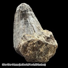 Fossil Crocodile Teeth Pleistocene Solo River Java Indonesia Genuine