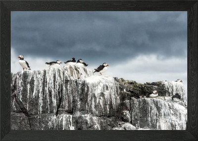 a six image panorama of papageientaucher sho gerahmtes Wandbild Poster Leinwanddruck Bild