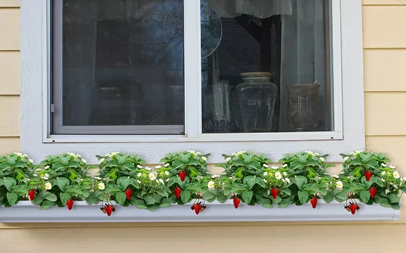 Maceta de cobre macizo de 6" de ancho con ventana de 4' de largo Foto 4 de 4