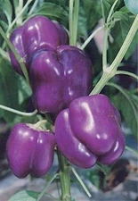 50 PURPLE BEAUTY BELL PEPPER SEEDS NON - GMO FRESH HARVEST FOR GARDENS