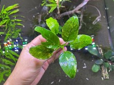 Anubias Nana sp. Pinto Submerged WYSIWYG - Rare Live Aquarium Plant Freshwater