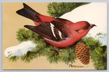 1957 Photochrome White-Winged Crossbill Bird NWF Postcard by Peterson