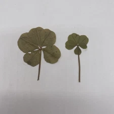 Lot Of 2 Real 5 Leaf Clovers Hand Picked Lucky Shamrock