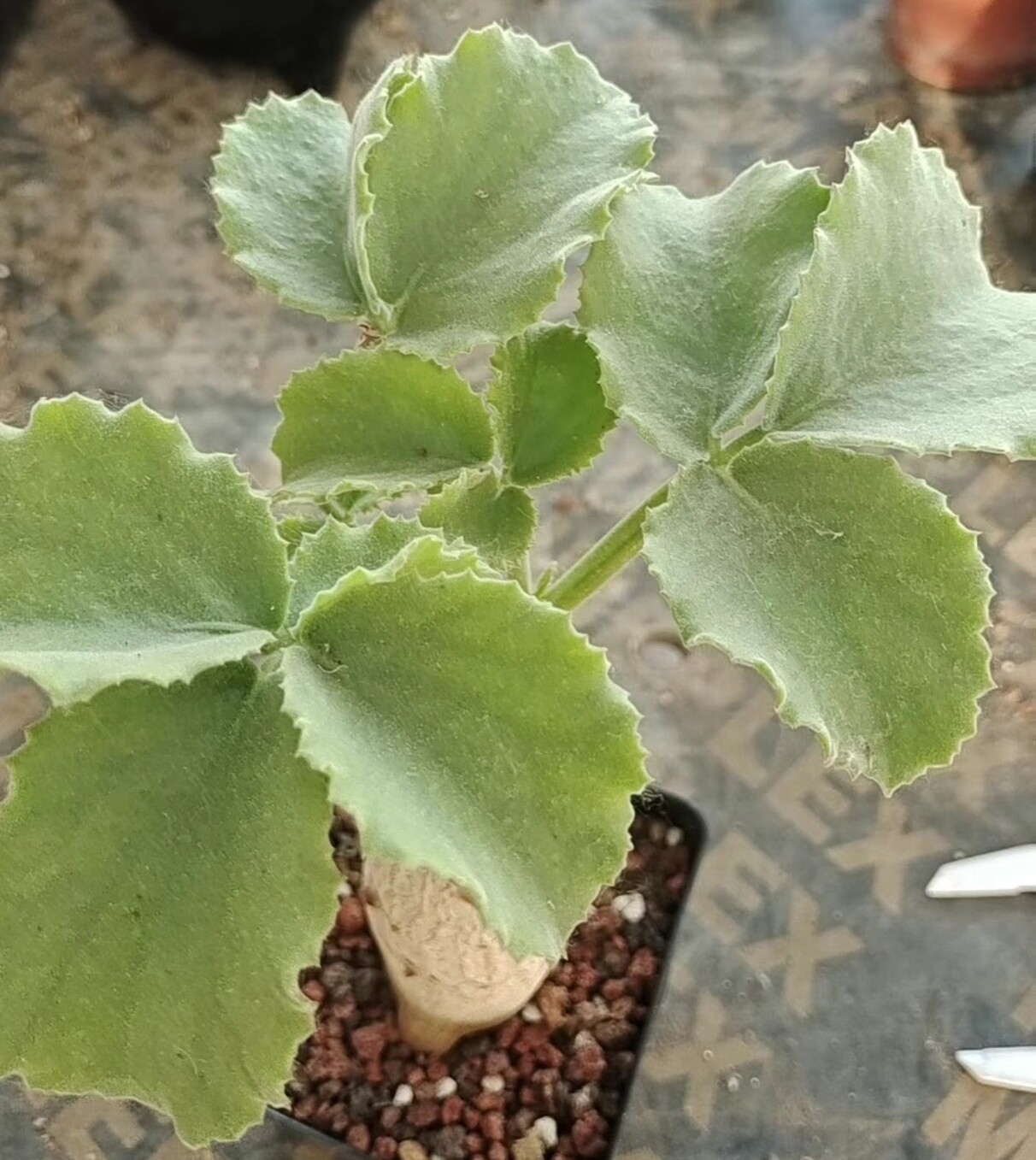 Picture 3 of 4