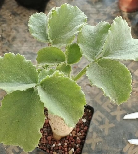 Rare liveSucculent Plant Cyphostemma uter var. macropus Own Root WYSIWYG - Picture 3 of 4