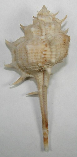 MUREX MACGILLIVRAYI 78.74mm BEAUTIFUL XXL SPECIMEN Bowen, Qld., Australia - Picture 2 of 2