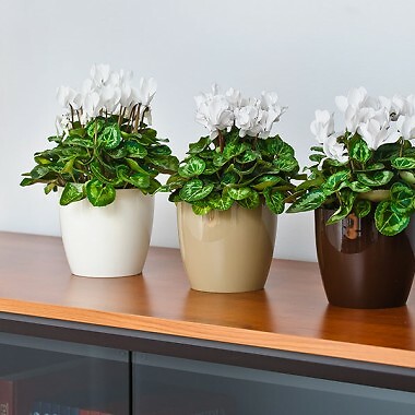 Pflanzblumentopf Kunststoff Glanz Töpfe Pflanzgefäß 18 Farben Untertasse Tablett Deko - Bild 119 von 135