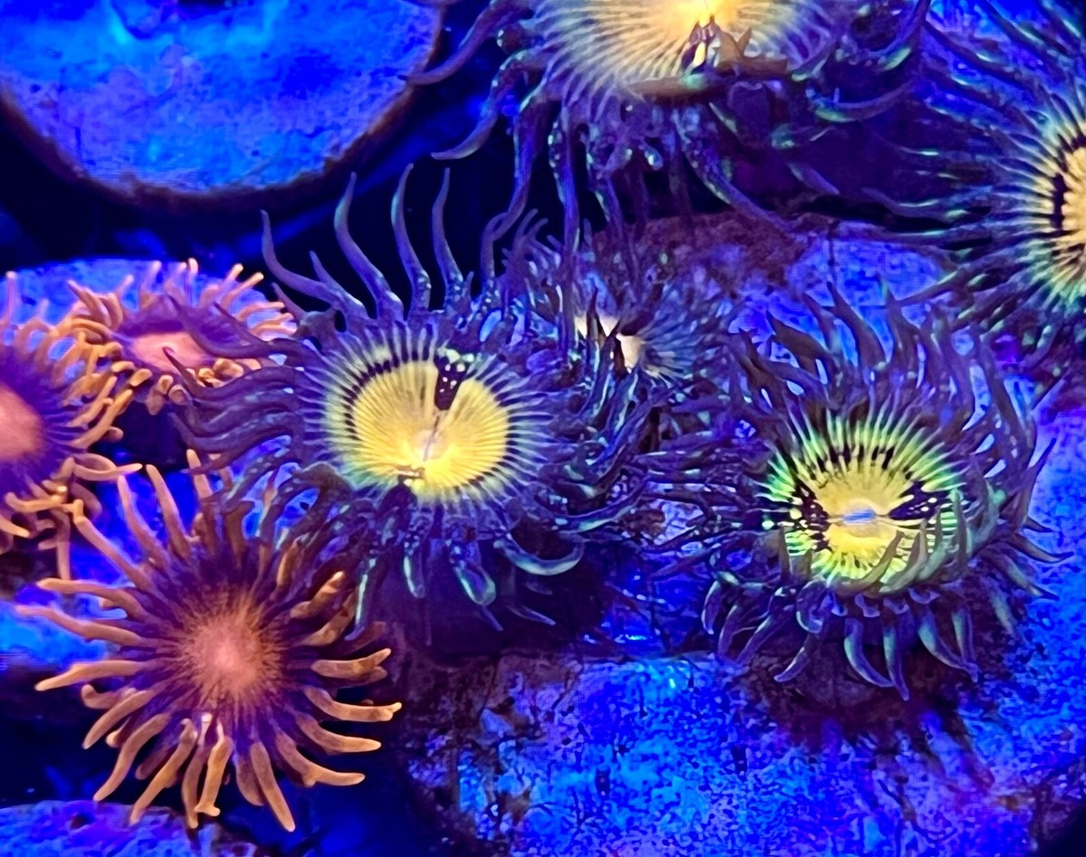 live coral Pacman Zoanthids by 