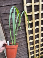 ASPIDISTRA HAINANENSIS 'JADE RIBBONS'