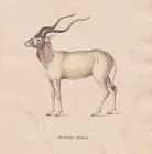 1800 Addax Antelope Original Watercolor Drawing