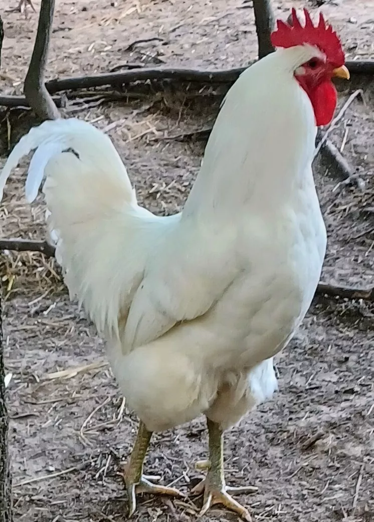 Jersey giant hatching eggs 2025