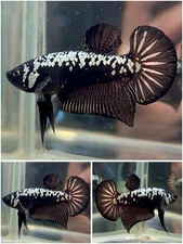 Male Betta Live Fish - Koi Black Samurai HMPK - 4 - High Quality A++