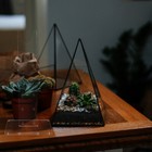 Picture 4 of 12