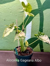 Alocasia Gageana Albo - 4" pot