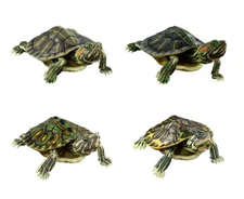 The Diversity of Life on Earth Advance Turtle Bandai Premium Gashapon set of 4