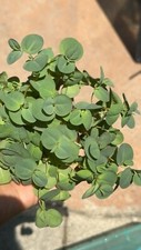 30 Red Root Floater Phyllanthus Fluitans - Floating Plant Pond Aquarium Fish