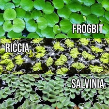 3 Floating Plants Combo FROGBIT, SALVINIA, Purple RICCIA Water Spangles Aquarium