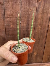 Miniature Snake Plant Dracena Strickyi  Sanseveria Ballyi Rooted Live Plant