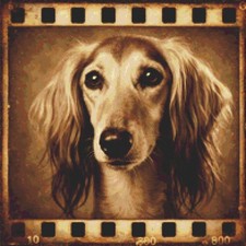 Saluki Puppy Dog Echoes on Film Counted Cross Stitch