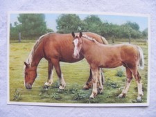 Postkarte Ansichtskarte Tiere alt aus Sammlung kleinformat Pferde Fohlen Niederl