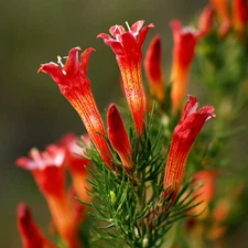 Standing Cypress Seeds – 200 Ipomopsis rubra | Fiery Red Spires & Pollinator
