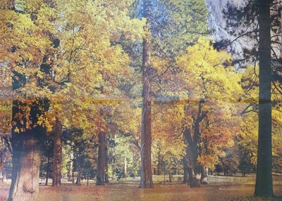 Full Wall Photo Mural Autumn Yosemite National Park Josef Muench 8  8  x 12  6 