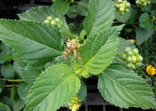 50+ Dried Lantana Camara Leaves   Organic Ang...
