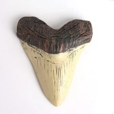 5.5 Inch Megalodon Carcharodon megalodon tooth Ivory Color with SerrationsRep...