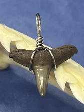 SHARK TOOTH PENDANT. 3/4 Inch Fossilized LEMON Shark Tooth From Bone Valley Fl 
