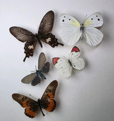 Echte Schmetterling Sammlung X 5 A-/A2 Set Exemplare. Flügel gespreizt. Entomologie