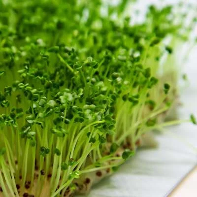 BACK TO NATURE SEED COMPANY Broccoli Microgreen Seeds - Organic Seeds - Non Gmo - Heirloom Seeds